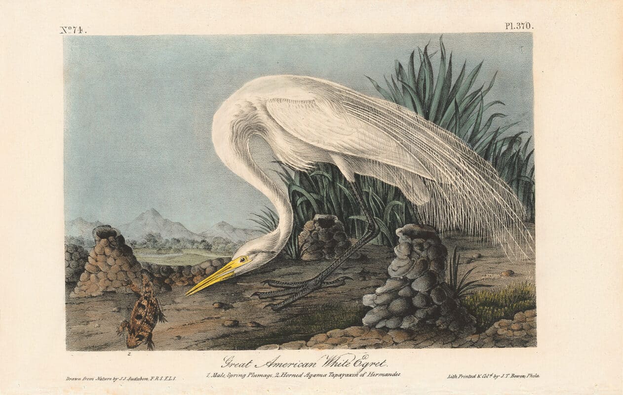 Audubon 1st Ed. Octavo Pl. 370 Great American White Egret