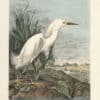 Audubon 1st Ed. Octavo Pl. 374 Snowy Heron