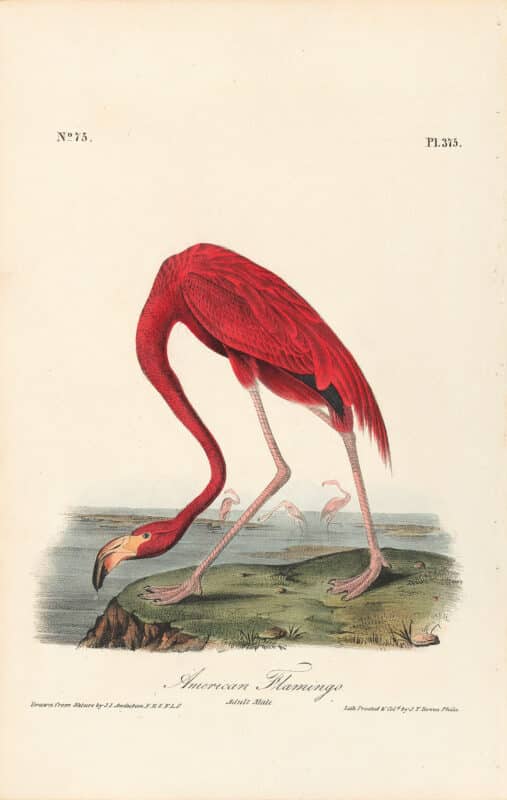 Audubon 1st Ed. Octavo Pl. 375 American Flamingo