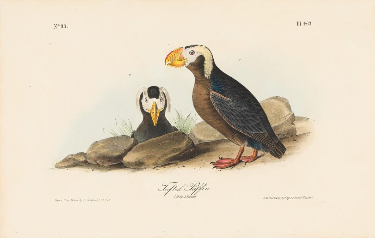 Audubon 1st Ed. Octavo Pl. 462 Tufted Puffin