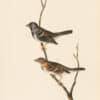 Audubon 1st Ed. Octavo Pl. 484 Harris' Finch