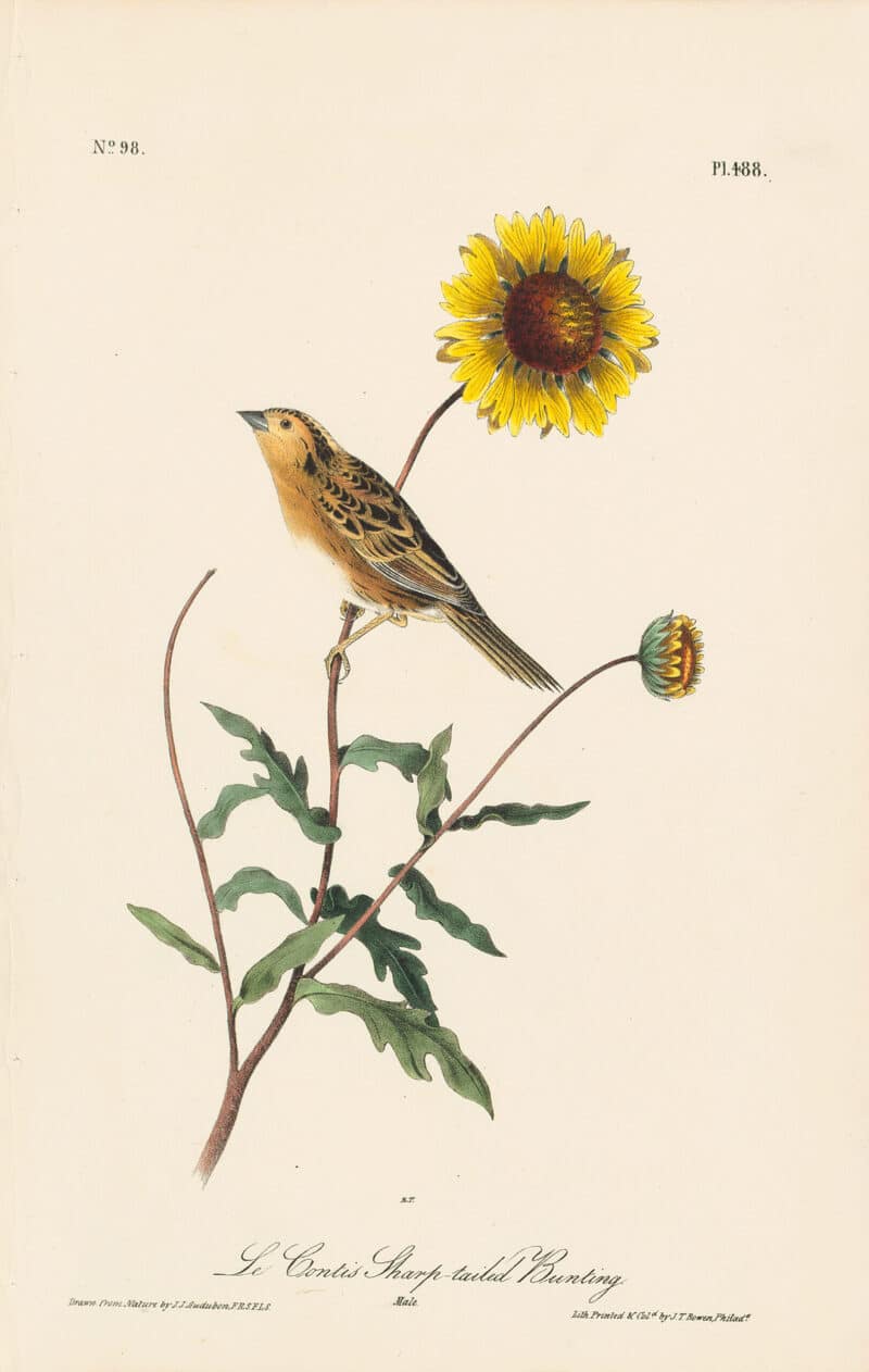 Audubon 1st Ed. Octavo Pl. 488 Le Contis Sharp-tailed Bunting