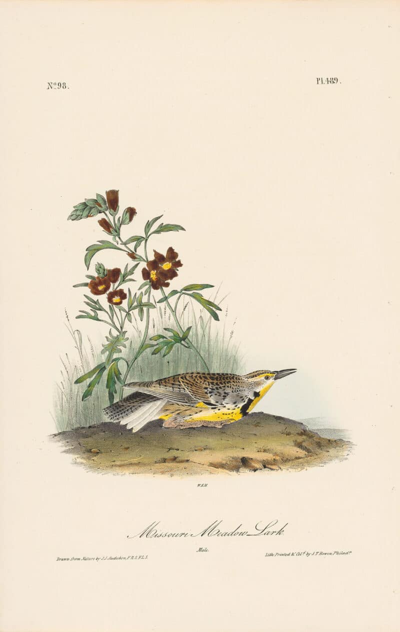Audubon 1st Ed. Octavo Pl. 489 Missouri Meadow Lark