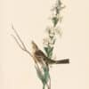 Audubon 1st Ed. Octavo Pl. 493 Shattucks Bunting