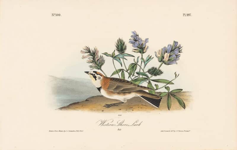 Audubon 1st Ed. Octavo Pl. 497 Western Shore Lark