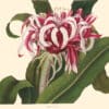 Bury Pl. 4, Crinum Lily