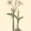 Bury Pl. 10, Cup-flowered Pancratius