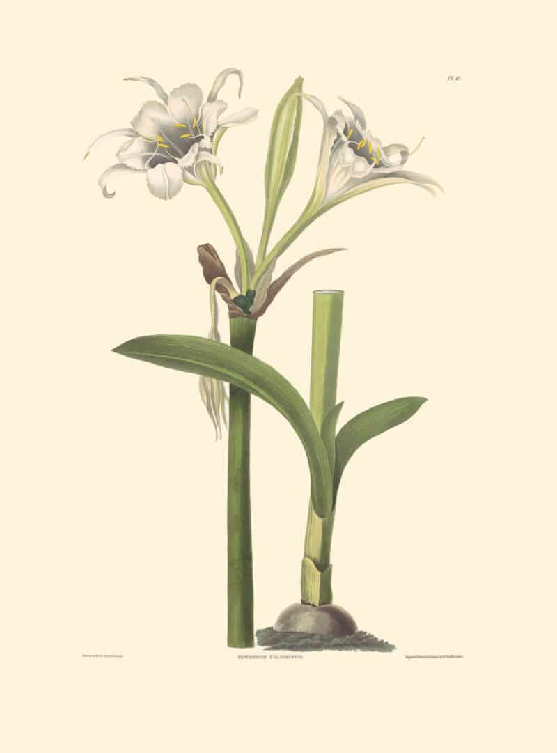 Bury Pl. 10, Cup-flowered Pancratius