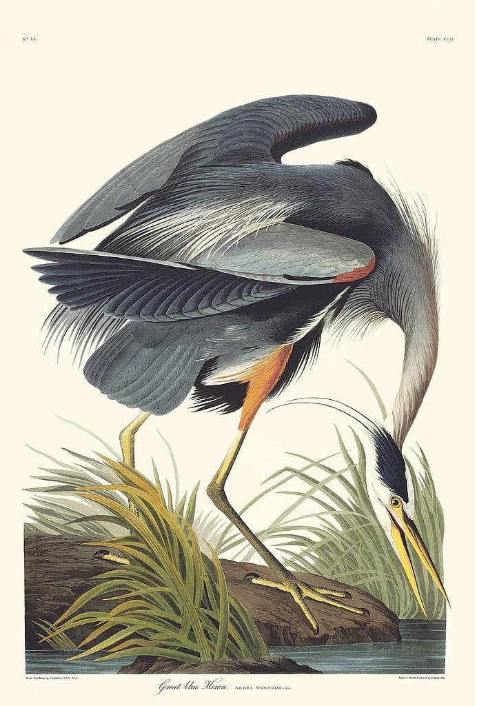 Birds of America | John James Audubon | Birds of America