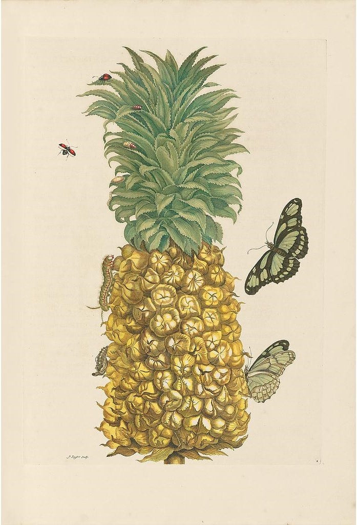 Merian Pl. 2, Pineapple
