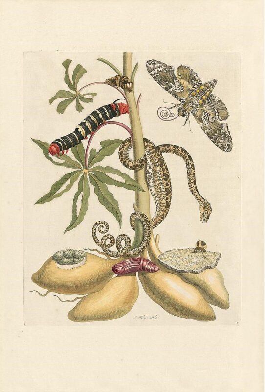 Merian Pl. 5, Manioc Root, Snake