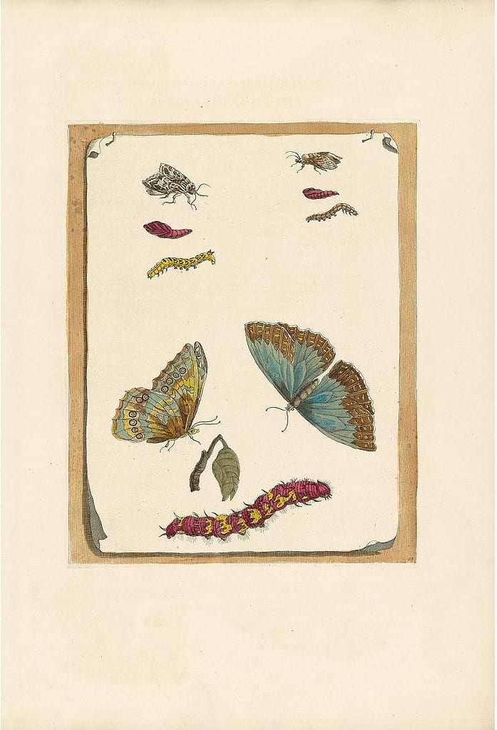 Merian Pl. 68, Heather Butterfly