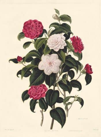 Monograph of the Genus Camellia – Oppenheimer Kew Gardens Edition