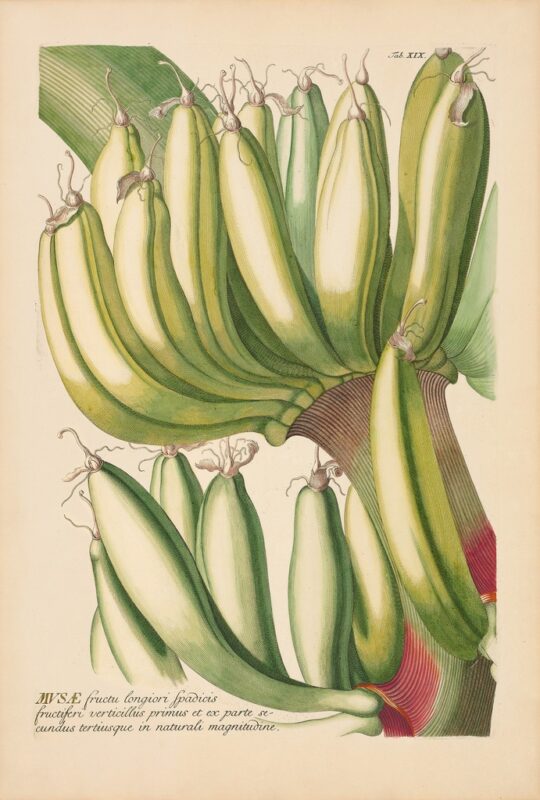 Jakob Trew Plantae Selectae Plate 19 Banana Tree Fruit