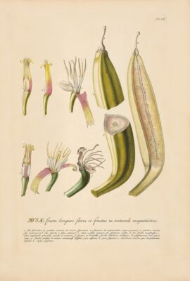 Jakob Trew Plantae Selectae Plate 20 Banana Tree Fruit Detail