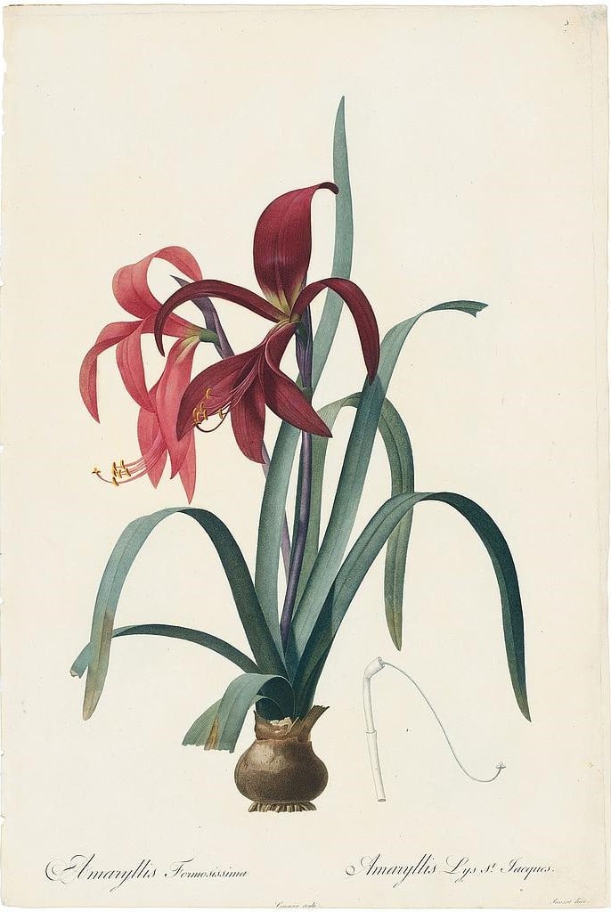 Redouté Lilies Pl. 5, Jacobean Amaryllis