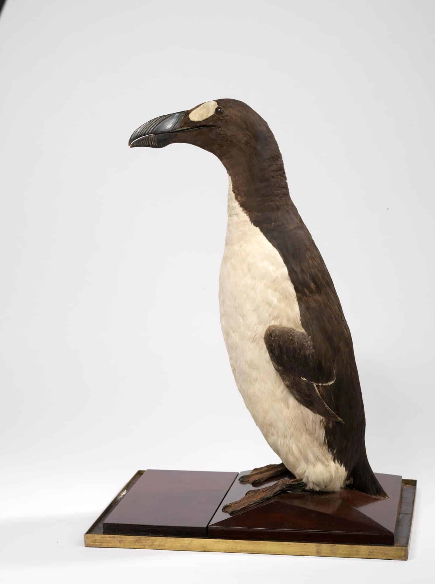 Taxidermized Great Auk