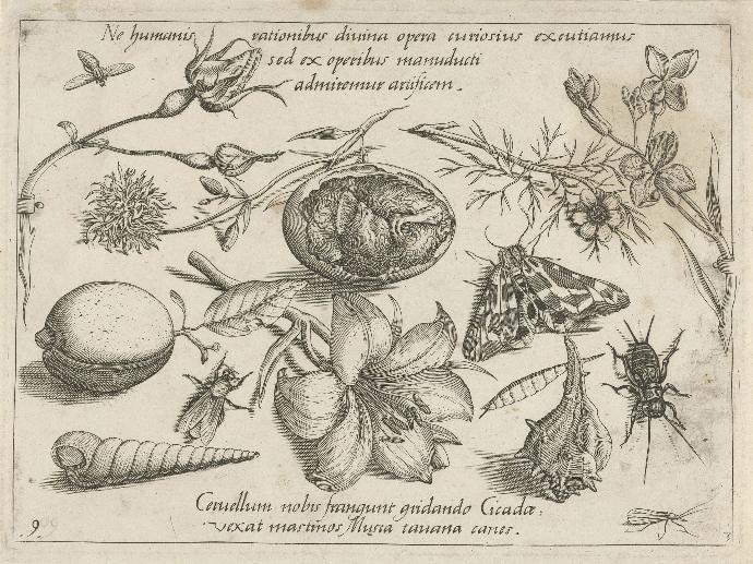 Insecten, planten en schelpen rond een kuiken in een ei, engraved by Jacob Hoefnagel, after Joris Hoefnagel, 1693 - 1726