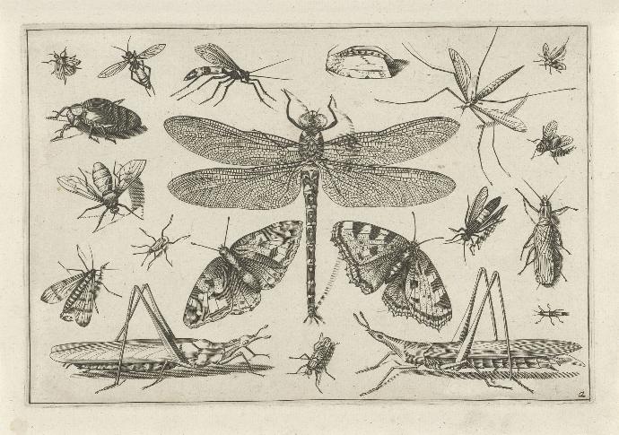 Insects printed by Jacob Hoefnagel (1630) Rijksmuseum Collection.