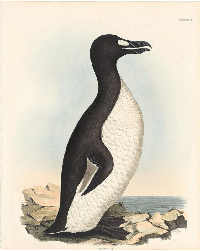 Selby Vol 2, Pl. 82, Great Auk