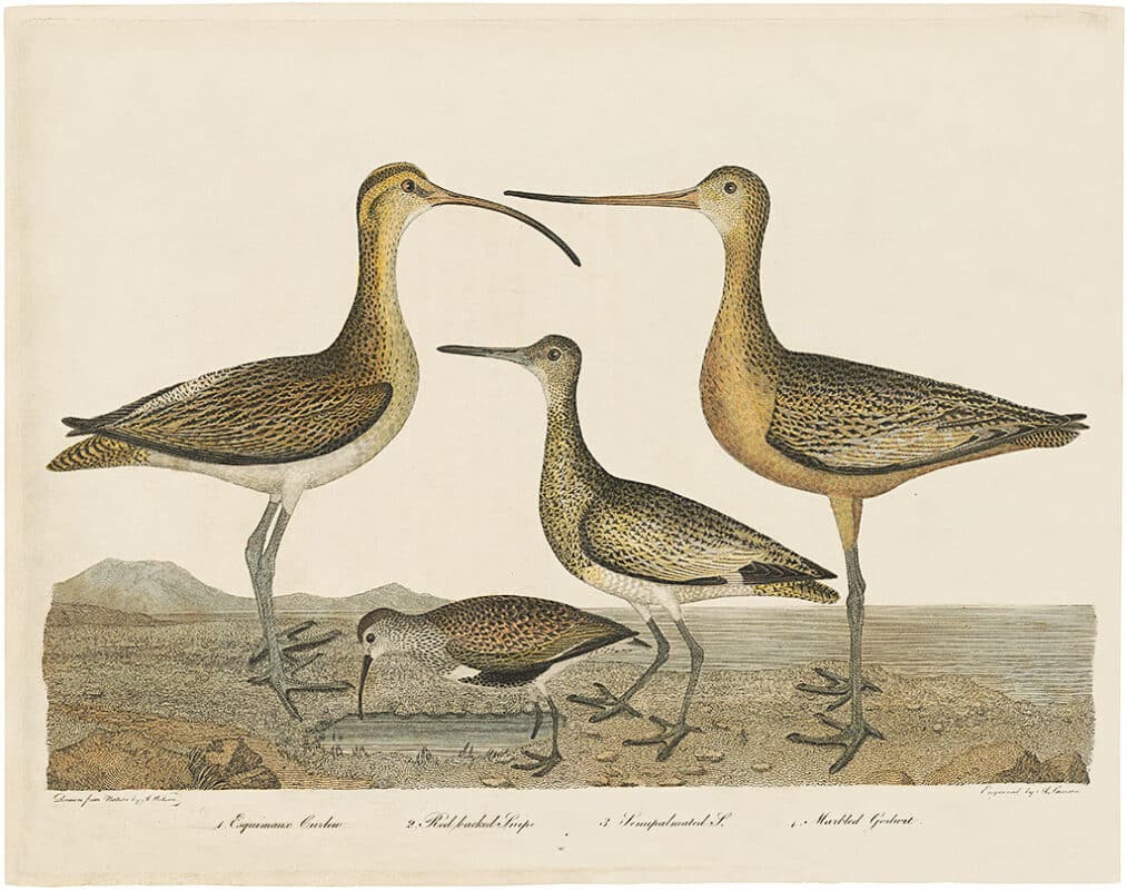 Wilson 1st Edition, Pl. 56 Esquimaux Curlew; Red backed Snipe; Semipalmated S.; Marbled Godwit