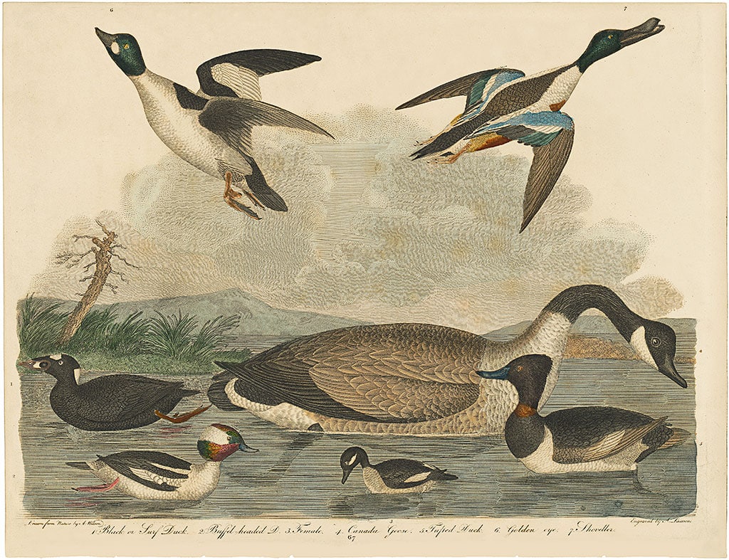 Wilson 1st Edition, Pl. 67 Black or Surf Duck; Buffle-headed D.; Canada Goose; Tufted Duck; Golden eye; Shoveller
