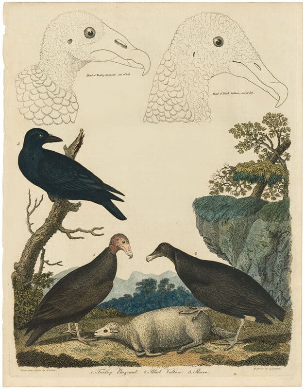 Wilson Pl. 75 Turkey Buzzard; Black Vulture; Raven