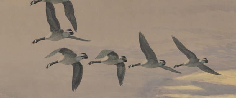 Fuertes Original Watercolor - Canada Geese