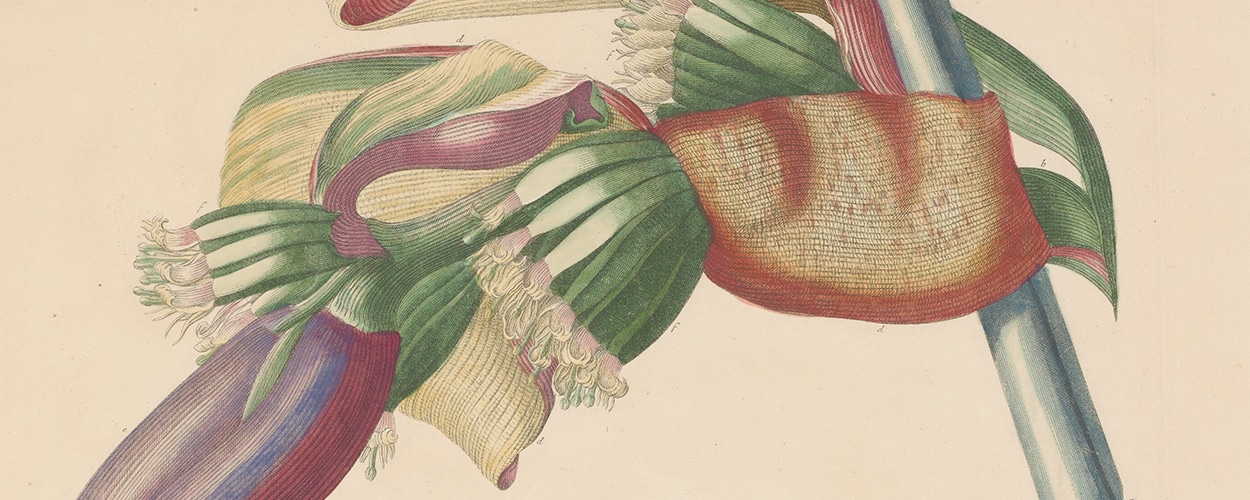 Jakob Trew Plantae Selectae Plate 22 Banana Tree Fruit Detail