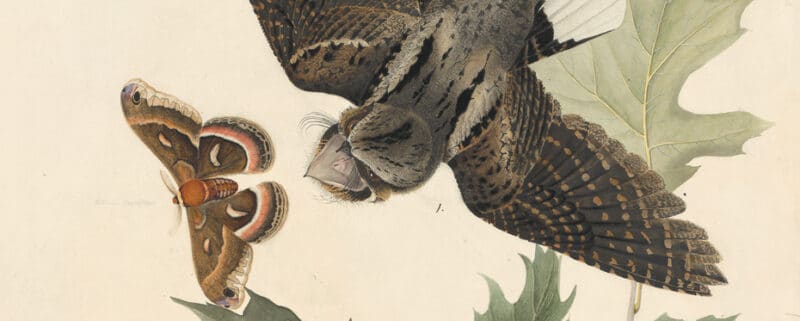 Audubon's insects