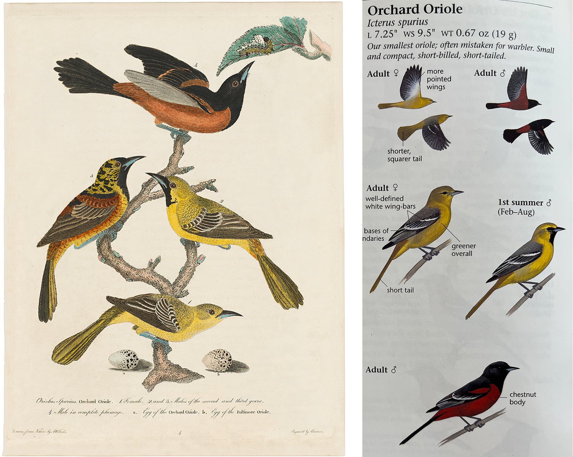 Wilson and Sibley's Orioles