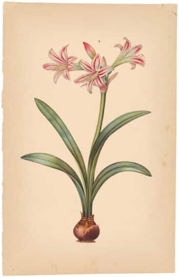 Painting after Redouté "Pink & White Amaryllis"