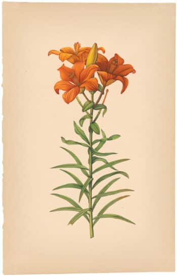 Painting after Redouté "Orange Lily"