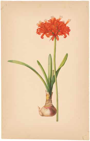 Painting after Redouté "Curley-leaved Amaryllis"