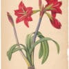 Painting after Redouté "Barbados Lily, Fire Lily"