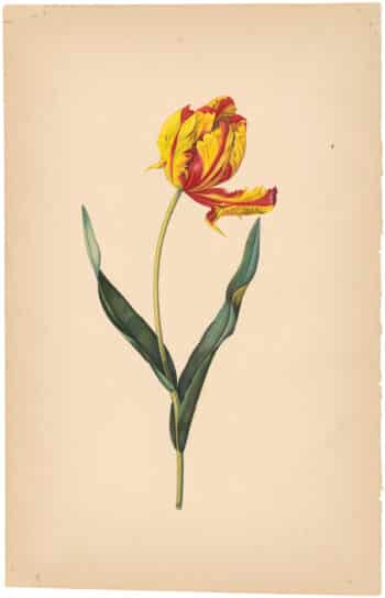 Painting after Redouté "Parrot Tulip"