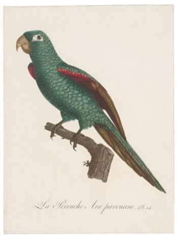 Histoire Naturelle des Perroquets – Antique Originals