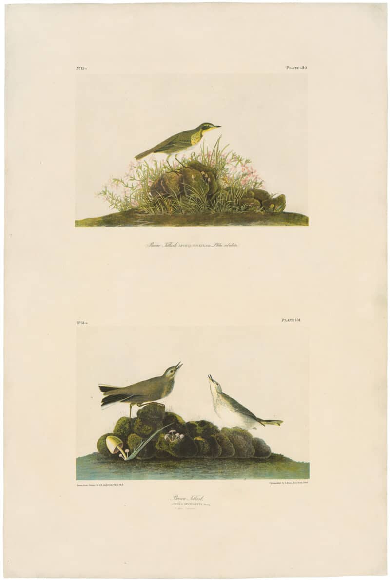 Audubon Bien Ed. Pl. 150 Prairie Titlark & Pl. 151 Brown Titlark