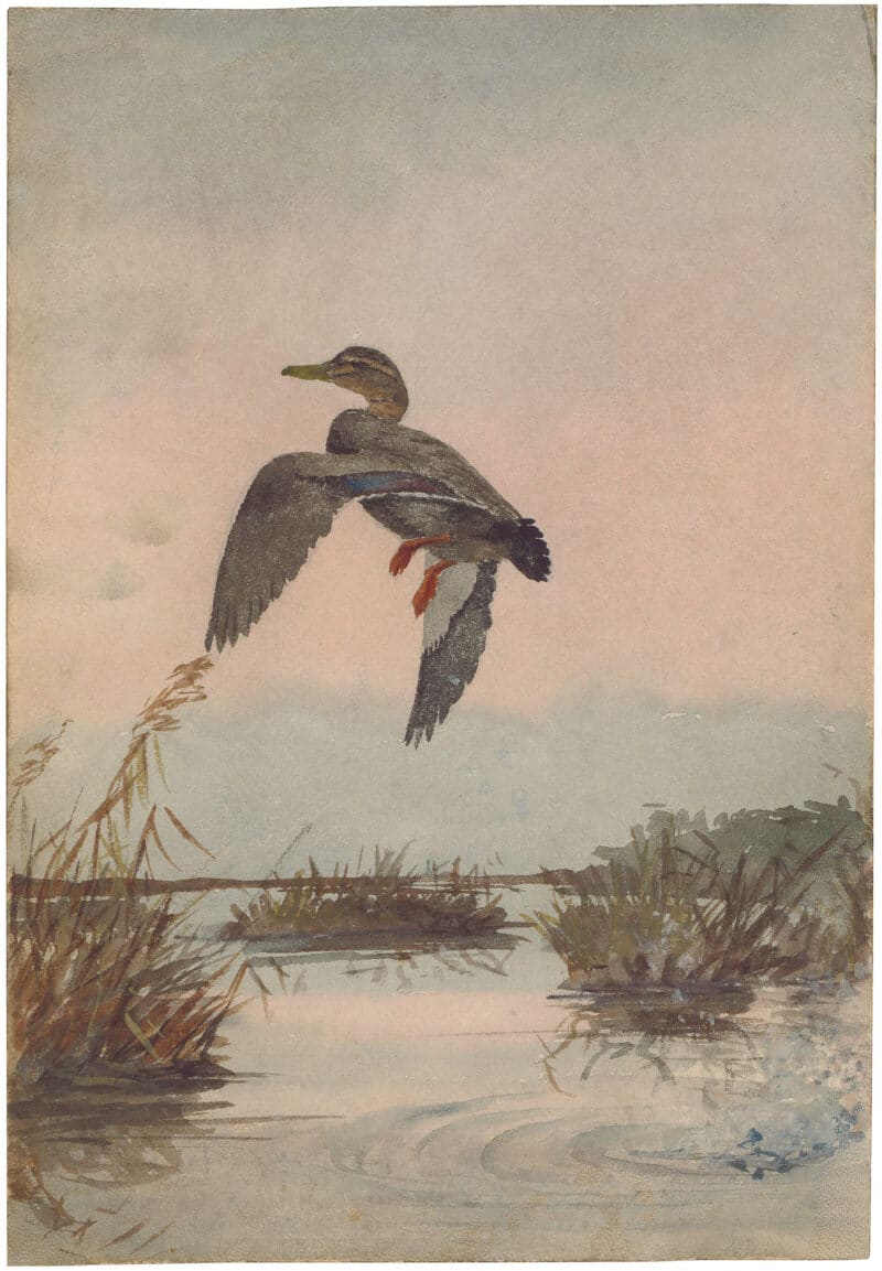 Fuertes Original Watercolor - Black Duck (Study)