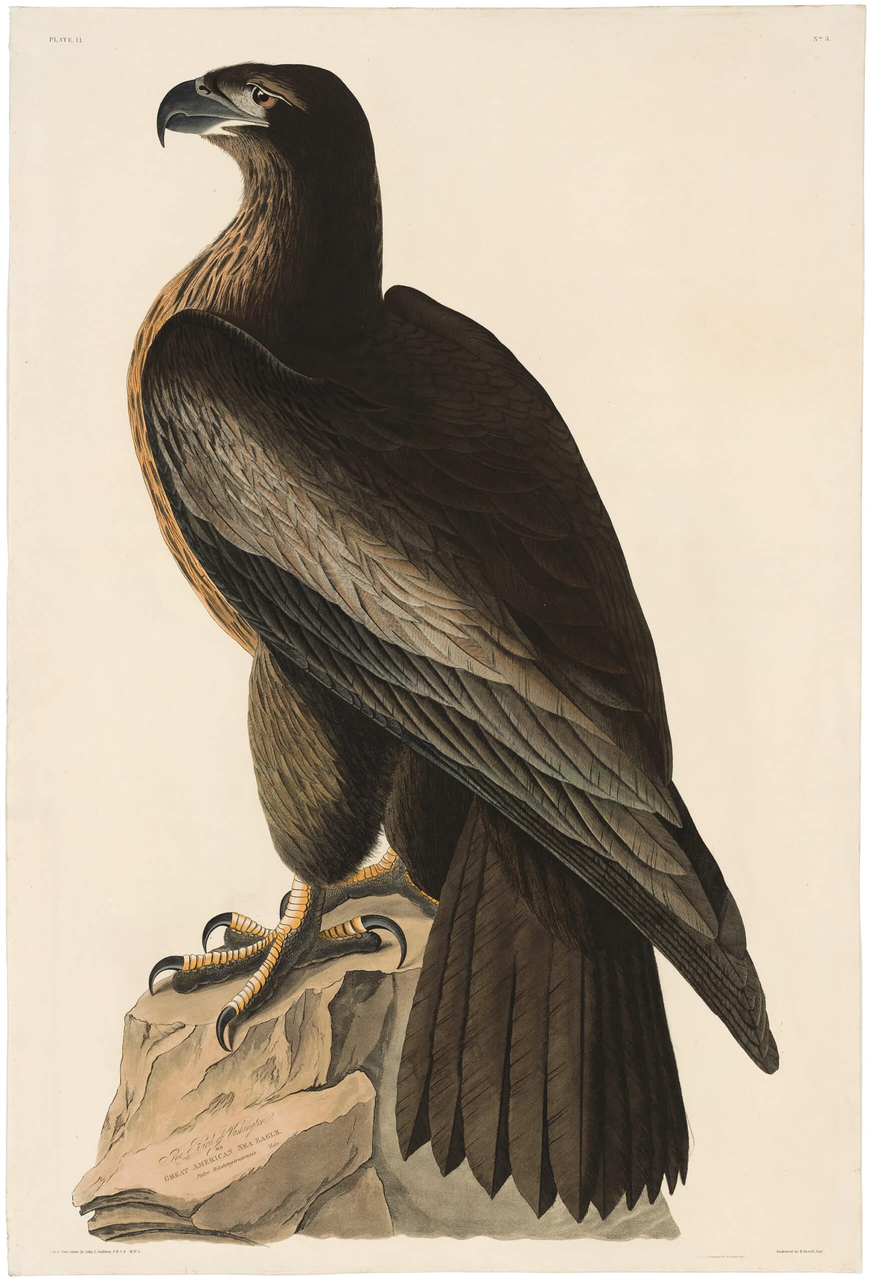 Audubon Havell Ed. Pl. 11, Bird of Washington