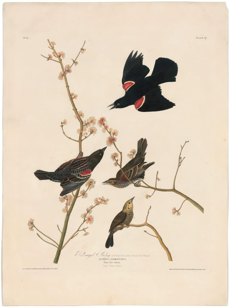 Audubon Havell Ed. Pl 67, Red-winged Starling