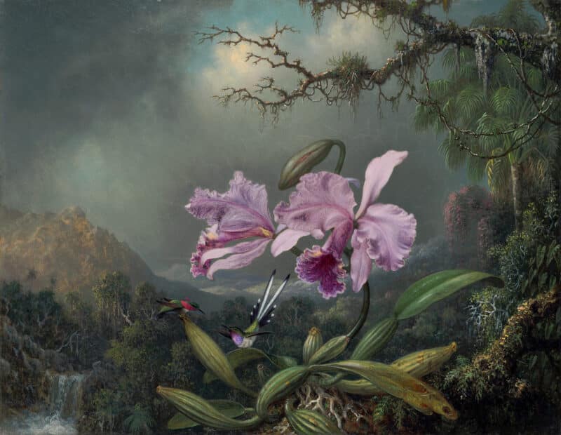 Martin Johnson Heade - Study of an Orchid