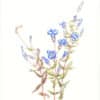 Heeyoung Kim Watercolor on Paper - Fringed Gentian, Gentianopsis crinita