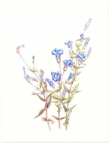 Heeyoung Kim Watercolor on Paper - Fringed Gentian, Gentianopsis crinita