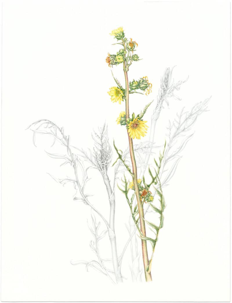 Heeyoung Kim Watercolor and Graphite on Paper - Compass Plant, Silphium laciniatum