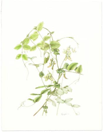 Heeyoung Kim Watercolor on Paper - Pale Vetchling, Lathyrus ochroleucus
