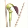 Heeyoung Kim Watercolor on Paper - Jack-in-the-Pulpit, Arisaema triphyllum