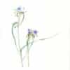 Heeyoung Kim Watercolor on Paper - Ohio Spiderwort, Trdescantia ohiensis