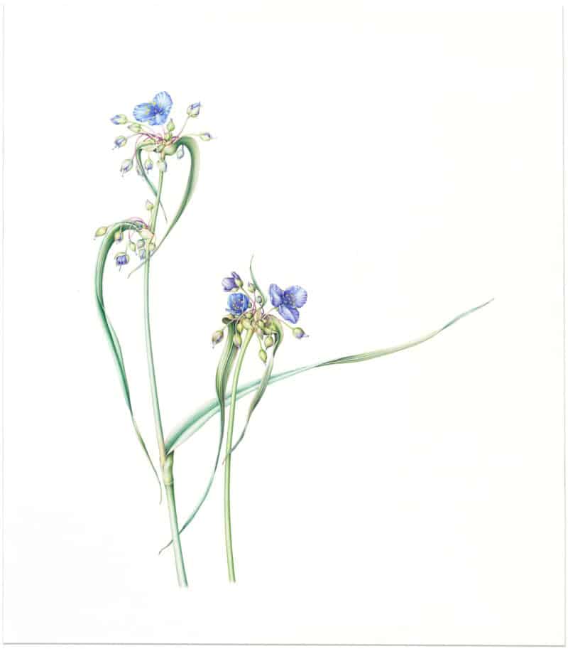 Heeyoung Kim Watercolor on Paper - Ohio Spiderwort, Trdescantia ohiensis