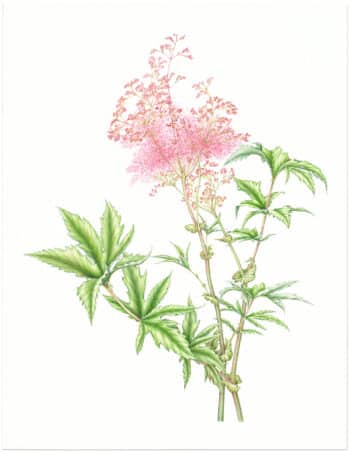 Heeyoung Kim Watercolor on Paper - Queen-of-the-Prairie, Fillipendula rubra